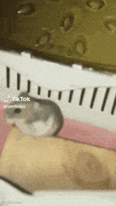 Meme Hamster GIF - Meme Hamster Hamster Meme GIFs