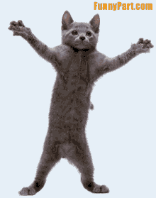Dancing Cat Funny GIF - Dancing Cat Funny Cute GIFs