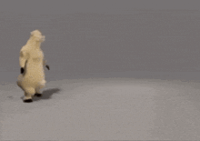 a polar bear is dancing on its hind legs on a gray background .