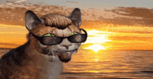 a cat wearing sunglasses stands in front of the ocean