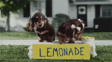 Puppy Lemonade Stand GIF - Dog Cute Ribbons GIFs