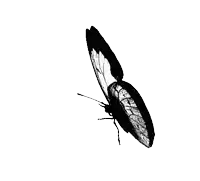 a black and white photo of a butterfly flying on a white background