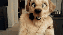 Furry Dog GIF - Furry Dog Dab GIFs