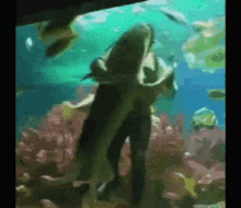 Shark Tubarão GIF - Shark Tubarão Dançando GIFs