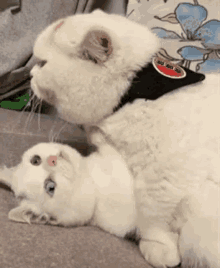 two white cats are laying on top of each other on the floor .