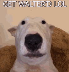 Wokay Walter GIF - Wokay Walter Walter Dog GIFs