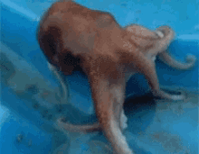 Octopus (Spotted On The Net) GIF