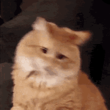 a close up of an orange and white cat 's face