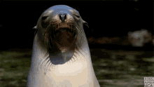 Seal Fabulous GIF - Seal Fabulous Smug GIFs
