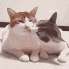 two cats are laying next to each other on the floor and kissing .