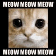Meow Cat GIF - Meow Cat Cube GIFs
