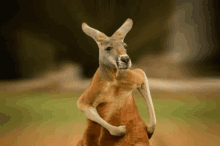 kangaroo run