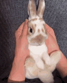 Roseen Bunny GIF - Roseen Bunny Rabbit GIFs