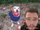 a dog with an apple in its mouth next to a man 's face