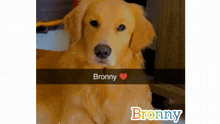 Brony20 GIF - Brony20 GIFs
