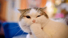 Funny Memes Cat GIF - Funny Memes Cat GIFs