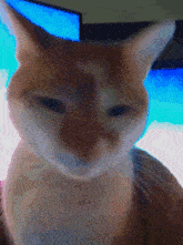 Fred Cat GIF - Fred Cat Mewing GIFs