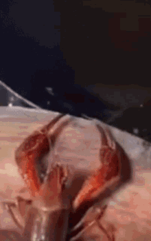 Lobster Suicide GIF - Lobster Suicide GIFs