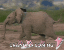 Animals Elephant GIF - Animals Elephant Elephant With Shoes GIFs