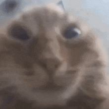 Shaking Cat Alien Cat GIF