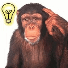 a chimpanzee is scratching its head with its finger while a light bulb is behind it .