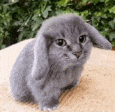 a gray cat with bunny ears is sitting on a blanket .