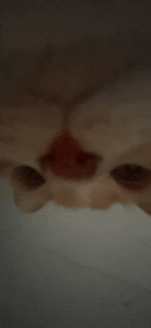 Cat GIF - Cat GIFs