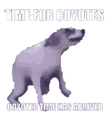 dancing coyotes