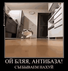 a picture of a cat in a kitchen with a foreign language caption