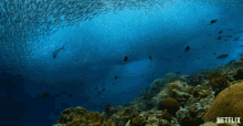 Shoal Of Fish Coral Reef GIF - Shoal Of Fish Coral Reef Underwater GIFs