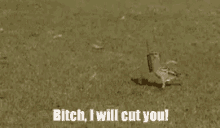 I Will Cut You GIF - Pigeon Knife I Will Cut You GIFs