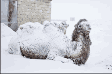 Frozen Camel GIF - Frozen Camel GIFs