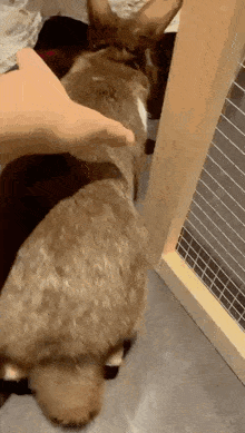 a person is petting a rabbit in a cage while it looks at the camera .