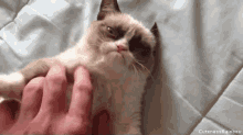 Grumpy Cat GIF - Grumpy Cat Morning GIFs