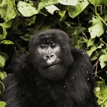Munching Young Orphaned Gorillas See Their Adorable Bond With Park Rangers GIF - Munching Young Orphaned Gorillas See Their Adorable Bond With Park Rangers Gorilla GIFs