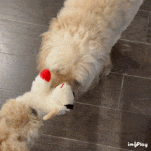 two dogs are playing with a stuffed animal on a wooden floor with imgplay written on the bottom