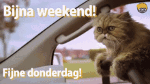 Cat Weekend GIF - Cat Weekend Auto GIFs