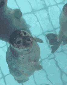 Seal Seal Kiss GIF - Seal Seal Kiss Cute GIFs