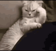 Thinking Cat GIF