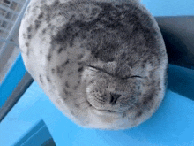 Silly Seal Tongue Seal GIF - Silly Seal Seal Tongue Seal GIFs