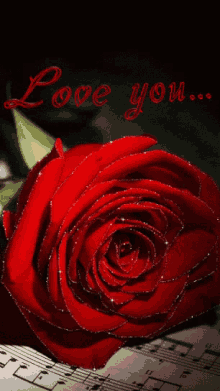 Rose Love GIF - Rose Love Red Rose GIFs