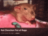 Rat Clenches Fist Of Rage GIF - Rat Clenches Fist Of Rage GIFs
