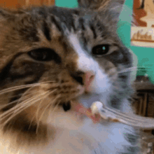 Cat Lick GIF - Cat Lick Mmm GIFs