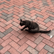 a black cat laying on a brick sidewalk