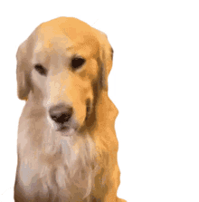 hi hello shake golden retriever dog