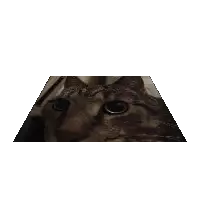 a close up of a cat 's face looking at the camera with a white background .