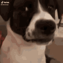 Side Eye GIF - Side Eye Dog GIFs