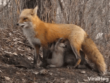 Fox Mother GIF - Fox Mother Feeding GIFs