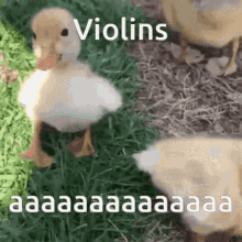 Violins I Choose Violence GIF - Violins I Choose Violence Duck GIFs