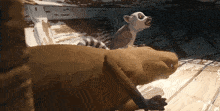 a cartoon drawing of a lemur sitting on top of a bear